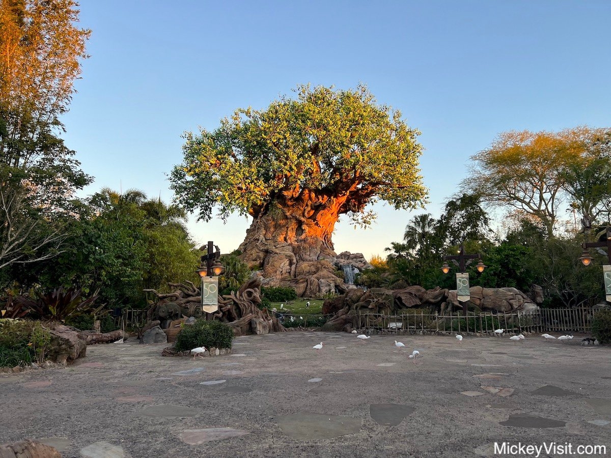 2024 Disney s Animal Kingdom Map Printable PDF U0026 Details 