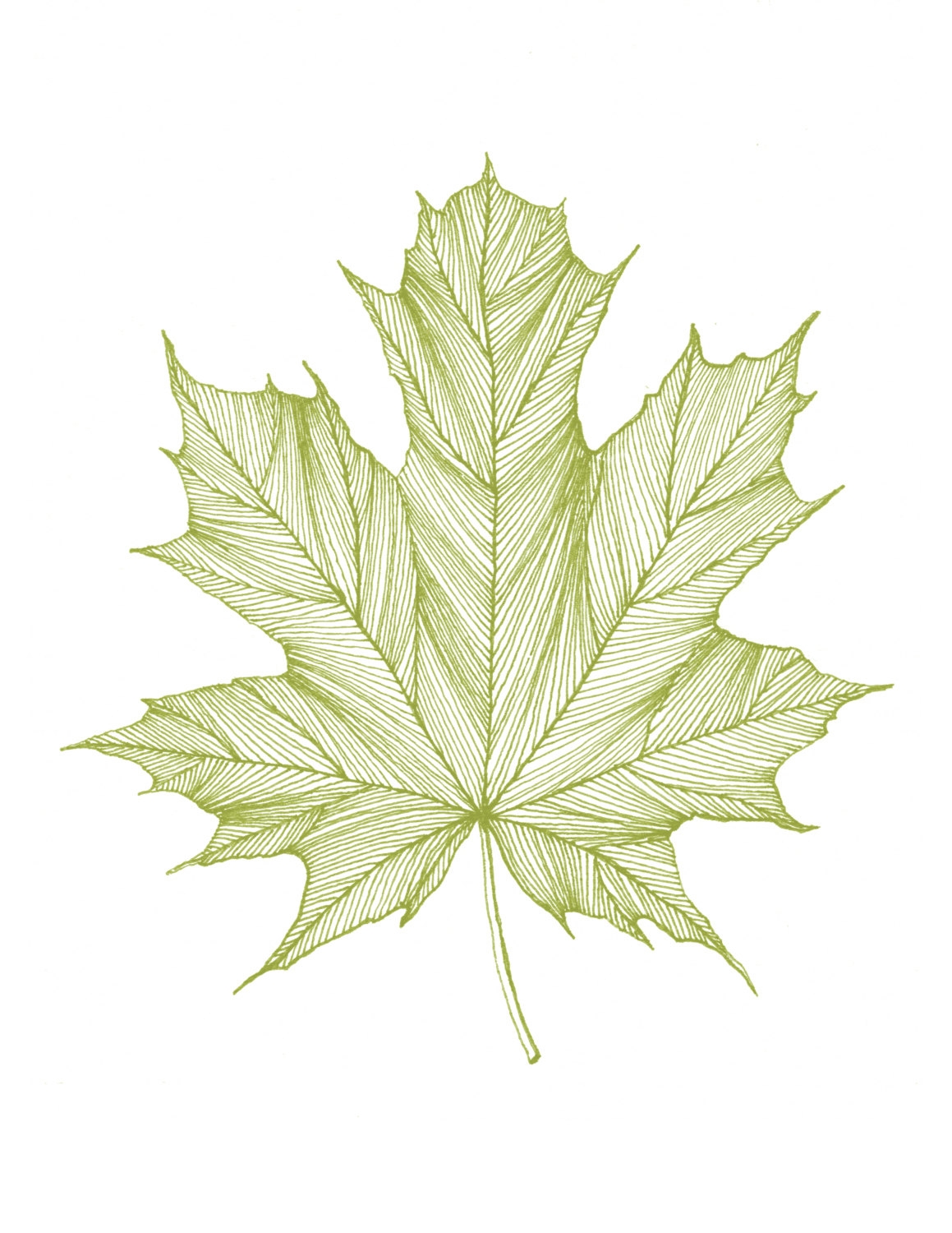 Maple Leaf Print Of Original Black Or Green Pen And Ink Drawing